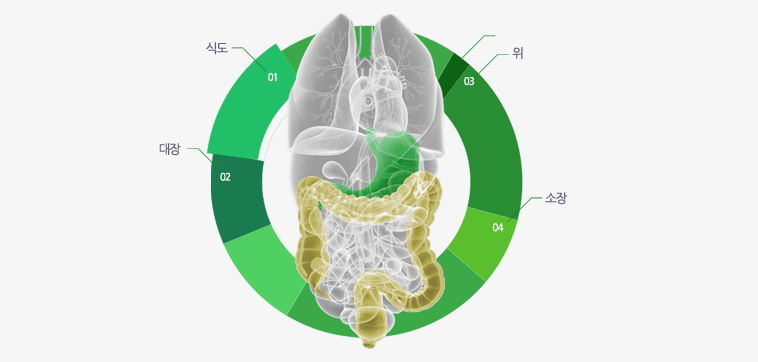 01.식도,02.대장,03.위,04.소장